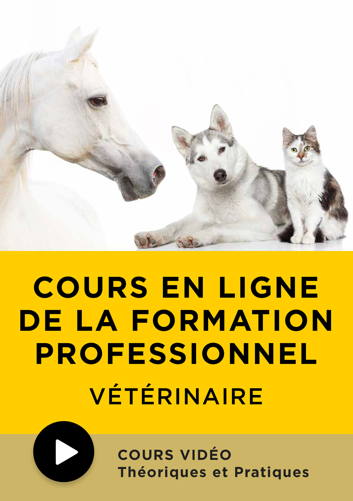 FR-globus-academy-veterinary-video-flyer